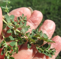 Euphorbia prostrata