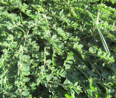 Euphorbia prostrata, photograph (c) Linda Jo Conn, some rights reserved (CC BY)