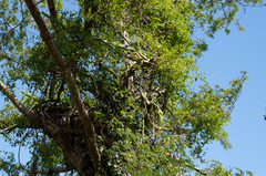 Selenicereus setaceus