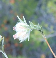 Amphithalea tomentosa