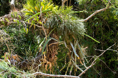 Selenicereus setaceus