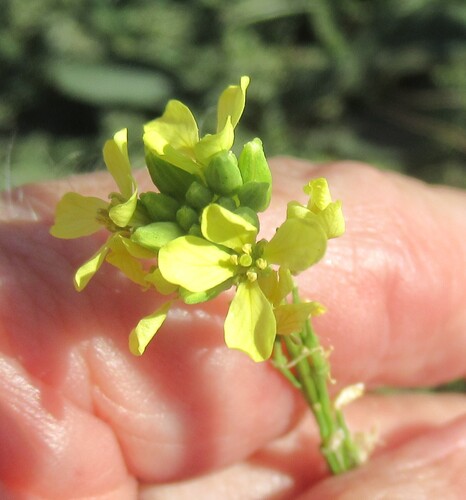 Rapistrum rugosum