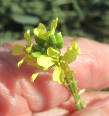 (c) Linda Jo Conn, some rights reserved (CC BY) Rapistrum rugosum, photograph (c) Linda Jo Conn, some rights reserved (CC BY)