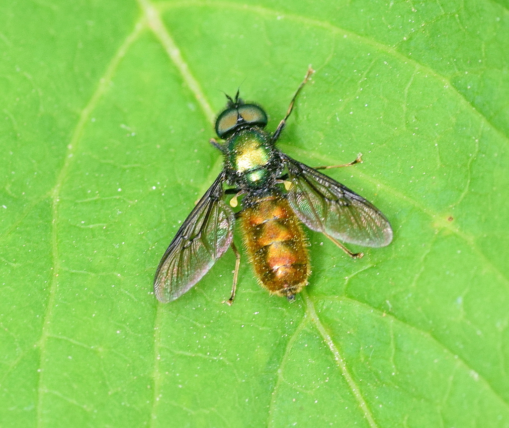Chloromyia speciosa