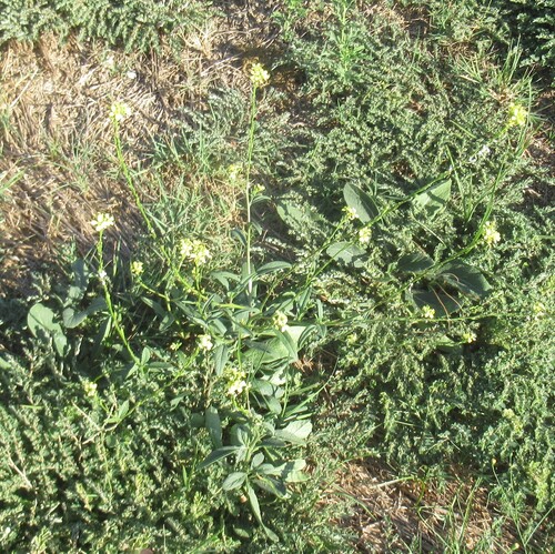 Rapistrum rugosum, photograph 2