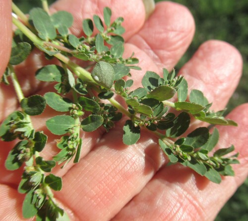 Euphorbia prostrata, photograph 2