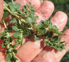 Euphorbia prostrata, photograph (c) Linda Jo Conn, some rights reserved (CC BY)