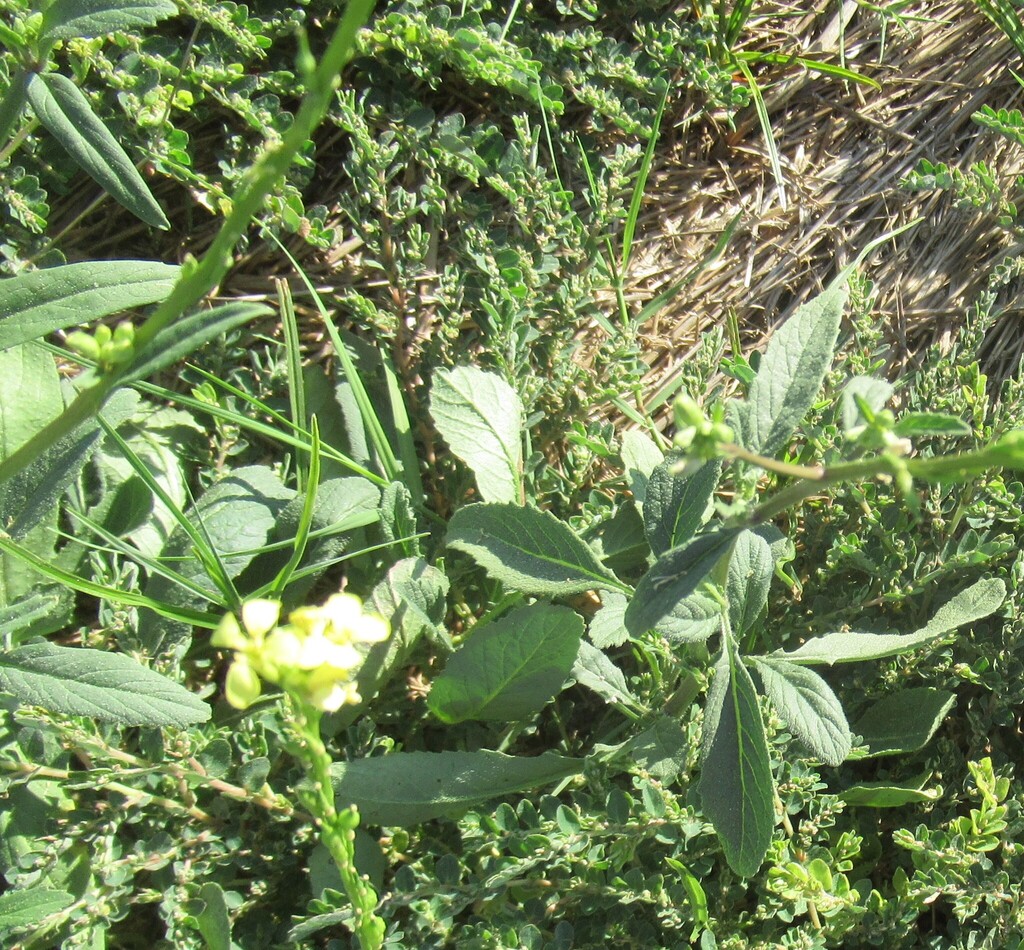 Rapistrum rugosum; photograph (c) Linda Jo Conn, some rights reserved (CC BY)