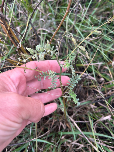Astragalus canadensis, photograph 4