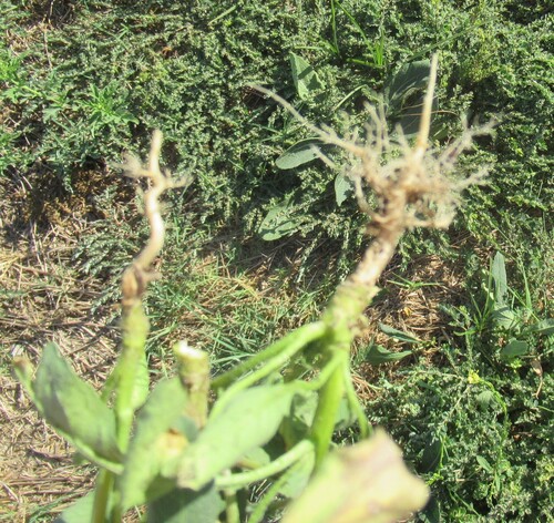 Rapistrum rugosum, photograph 3