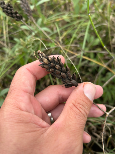 Astragalus canadensis, photograph 3