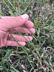 Equisetum laevigatum