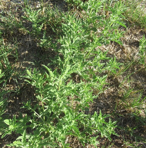 Ambrosia psilostachya, photograph 2