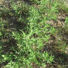 Ambrosia psilostachya, photograph (c) Linda Jo Conn, some rights reserved (CC BY)