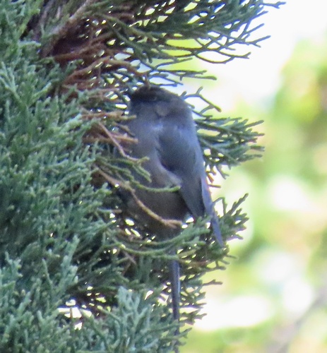 Bushtit