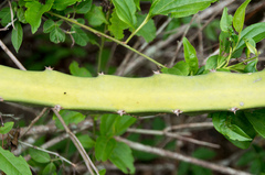 Selenicereus setaceus