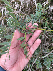 Astragalus canadensis