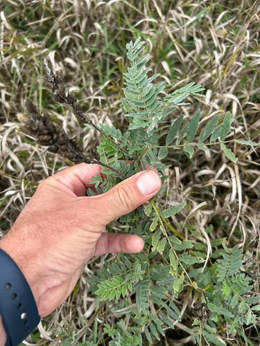 Astragalus canadensis, photograph 2