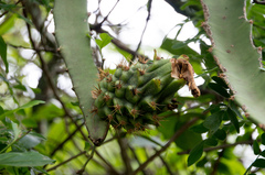 Selenicereus setaceus