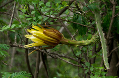 Selenicereus setaceus