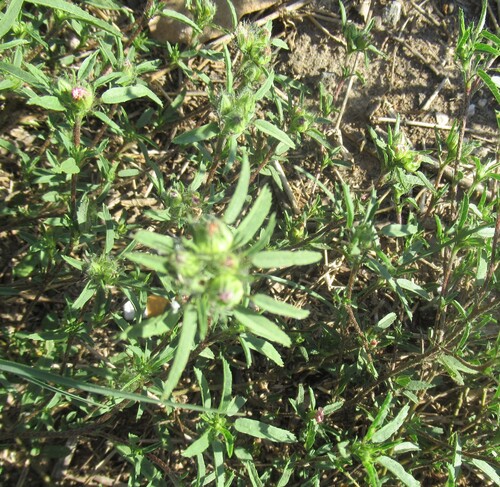 Sida ciliaris, photograph 3