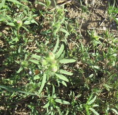 Sida ciliaris, photograph (c) Linda Jo Conn, some rights reserved (CC BY)