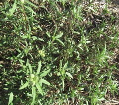 Sida ciliaris, photograph (c) Linda Jo Conn, some rights reserved (CC BY)