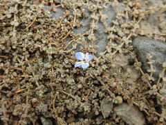 Veronica lilliputiana
