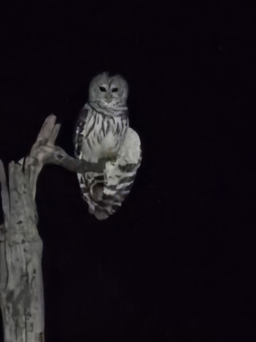 Barred Owl