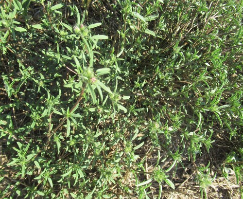 Sida ciliaris, photograph 5