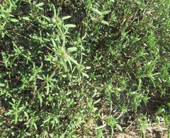 Sida ciliaris, photograph (c) Linda Jo Conn, some rights reserved (CC BY)
