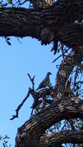 White-winged Dove