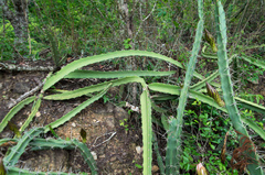 Selenicereus setaceus