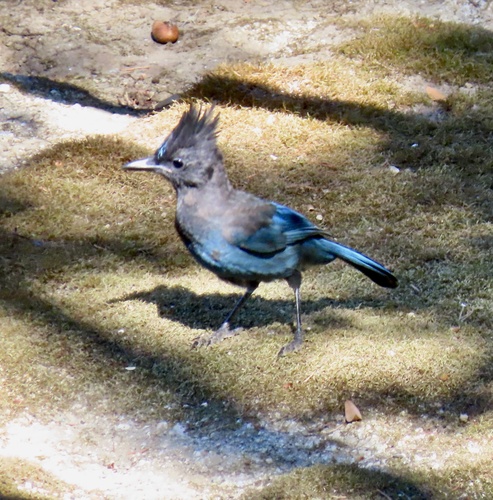 Steller's Jay
