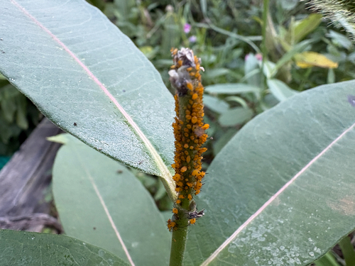 Oleander Aphid
