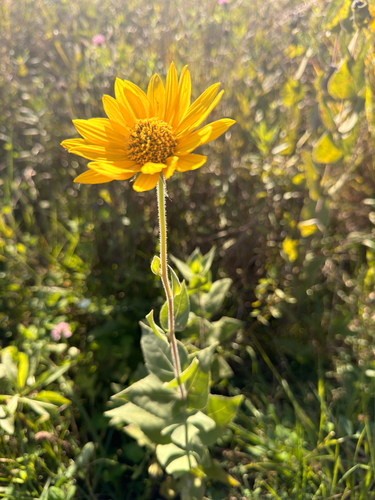 ashy sunflower