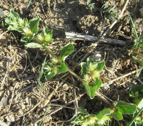 Alternanthera pungens, photograph 1