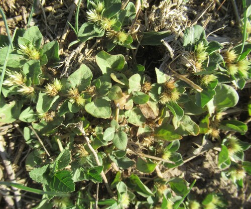 Alternanthera pungens, photograph 2