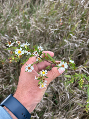 author not stated, no rights reserved Symphyotrichum lanceolatum, photograph author not stated, no rights reserved
