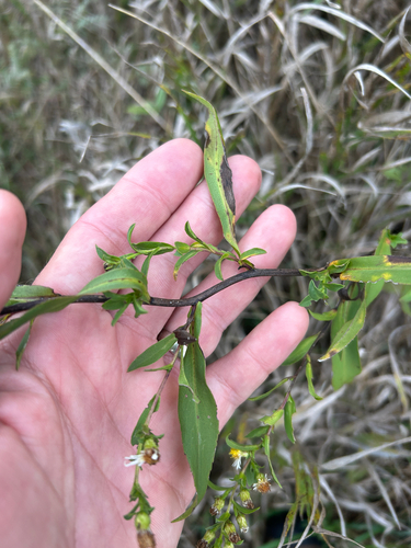 Symphyotrichum lanceolatum, photograph 2