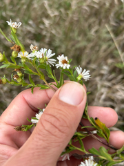 author not stated, no rights reserved Symphyotrichum lanceolatum, photograph author not stated, no rights reserved