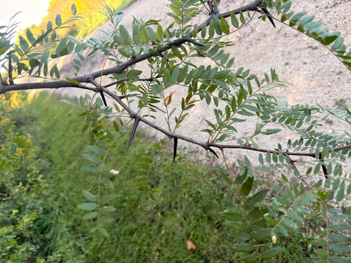 honey locust