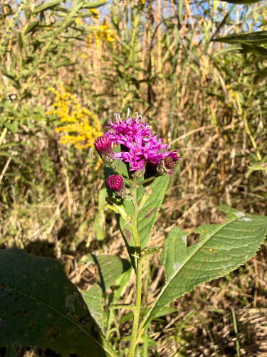 Tall Ironweed