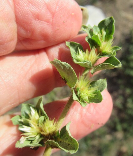 Alternanthera pungens, photograph 4