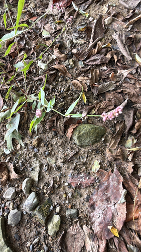 low smartweed
