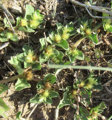 Alternanthera pungens, photograph 3
