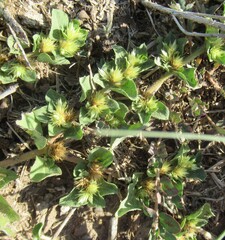 Alternanthera pungens, photograph (c) Linda Jo Conn, some rights reserved (CC BY)