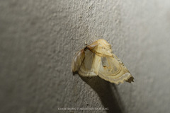 Macrauzata melanapex