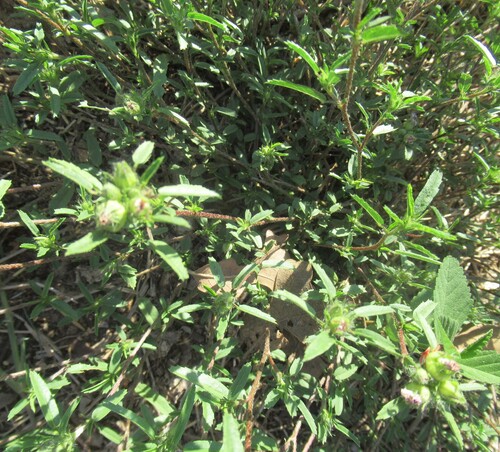 Sida ciliaris, photograph 1