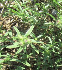 Sida ciliaris, photograph (c) Linda Jo Conn, some rights reserved (CC BY)